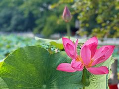 -莫愁湖公园