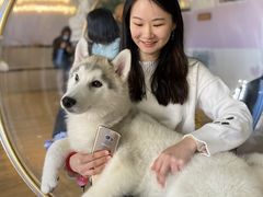 -Husky Go! 哈士奇体验馆·宠物咖啡厅狗咖