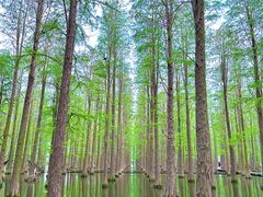 -渌洋湖湿地公园