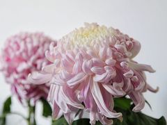 -杭州植物园