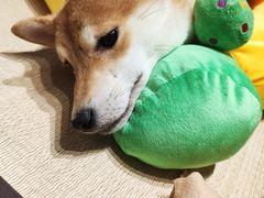 -逗柴咖啡屋·狗咖猫咖宠物桌游