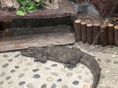 -上海大自然野生昆虫馆(东方明珠·爬宠昆虫探索中心)