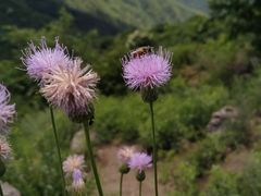 -妙峰山风景名胜区