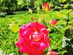 -陆家嘴中心绿地