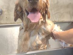 -PETKIT 小佩宠物·低压洗护·美容·寄养(安远店)