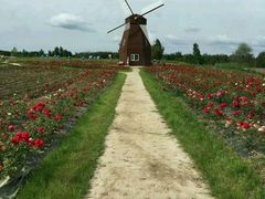 -北纬44度·金珠花海休闲农业旅游景区