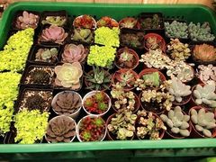 iphone_upload_pic-妃比花艺(光启城时尚购物中心店)