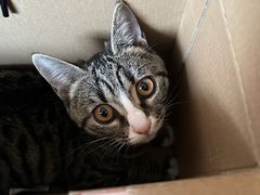 -美联众合宠物医院·爱萌分院·内外科·猫科中心