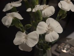 -屋里厢上海菜馆