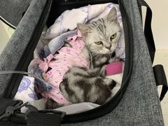 -纳吉亚猫专科动物诊疗中心(蒋宅口分院)