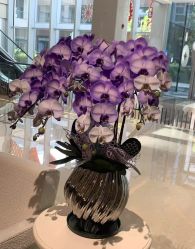 -MuseMarry婚纱(前海嘉里中心店)