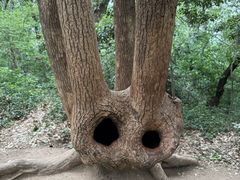 -上海佘山国家森林公园天马山园