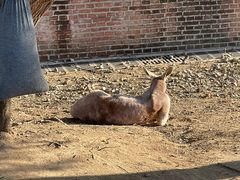 -青岛森林野生动物世界