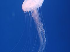 -欢乐海岸海洋奇梦馆