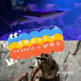 魔都遛娃圣地[胜利]小小动物元