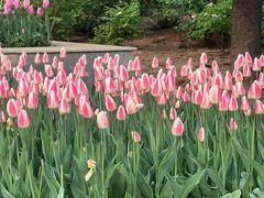 -洛阳郁金香牡丹园