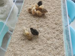 -怪兽屋·羊驼·猫咖·狗咖(俊华广场店)