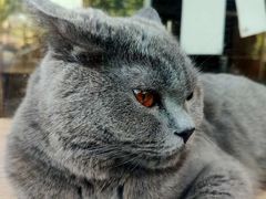 -Pets First伊珊娜洗护·精致美容·家庭式寄养(新会路店)