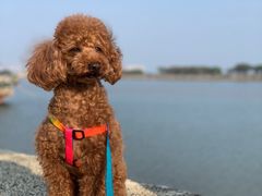 -大湾区中央湿地公园-十九涌