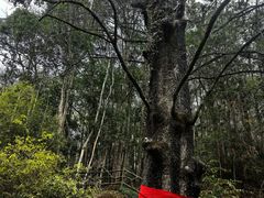 -灵栖洞天