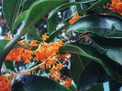 -刘胖子家常菜·蹄花焖藕(中南店)