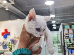 -欧奕国际动物医院