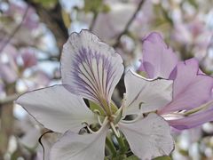 -广东花都湖国家湿地公园
