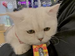 -飞行喵MR PILOT|猫舍·猫咖(静安大融城店)