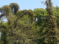 -树山生态村