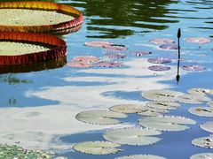 -国家植物园南园