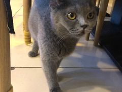 -平行世界·猫咖(首经贸店)