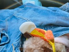 -爱侣宠医·鹦鹉专科·小型哺乳类·异宠专科(灵石路店)