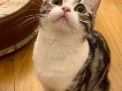 -猫大福·Fortune Cat猫舍(百子湾店)