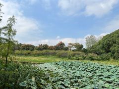 -同里国家湿地公园