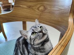 -藏猫猫咖啡主题馆(中央大道店)