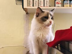 -猫色咖啡·猫咖