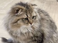 -安格丽娜·狗咖·猫咖羊驼咖(春熙路百盛商场店)
