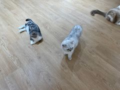 -1013 PET SHOP精品宠物商店(丁香店)