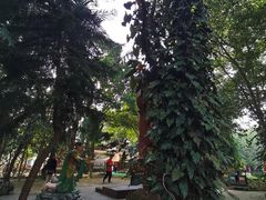 -瑞丽独树成林风景区