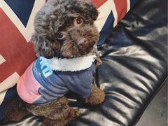 日系秋冬新款-Oh My Dog宠物沙龙(伊珊娜皮毛护理店)