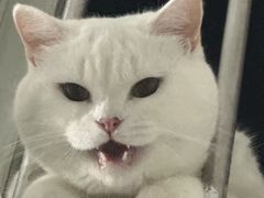 -博特宠物医院24h犬猫全科.骨科·异宠
