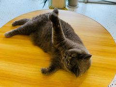-柚子猫舍·精品猫舍购猫·猫咪认养·购宠·宠物店