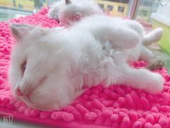 -宠爱多约克夏马尔济斯泰迪小型犬专卖