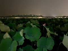 -西湖外事游船(花港观鱼码头)