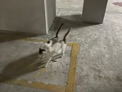 -乐琪宠物医院·犬猫专科·骨外科·急重症
