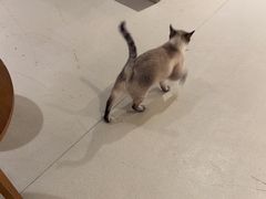 -藏猫猫咖啡主题馆(中央大道店)