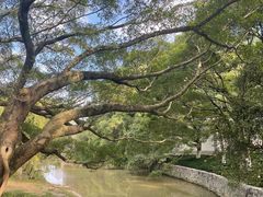 -江心屿景区