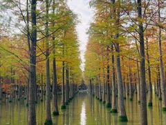 -泗洪洪泽湖湿地景区