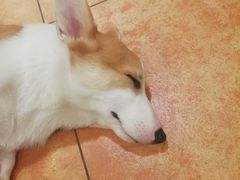 -more than meow吴止猫主题餐厅(承德 中船汇店)