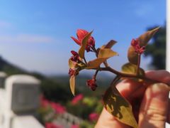 -深圳仙湖植物园